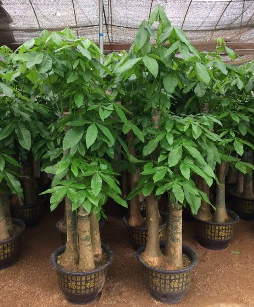 深圳專業花卉綠植服務 租借、銷售與養護的一站式解決方案