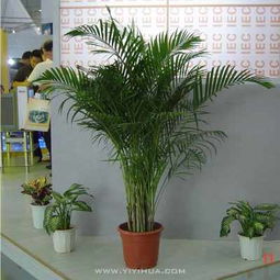 無錫企業綠植租擺服務 花卉租賃，為您的空間注入自然活力
