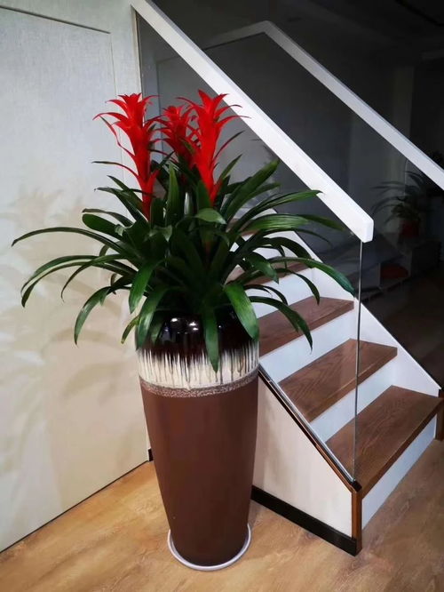 深圳辦公室花卉綠植租擺服務 美化空間，煥發企業活力