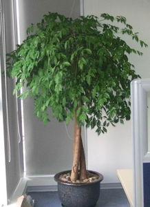 天心區綠植花卉租擺服務專家——長沙久綠園藝，全方位美化您的空間